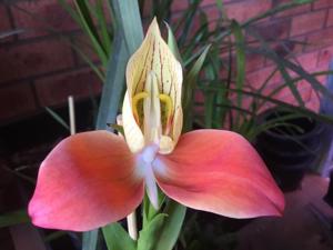 Disa uniflora