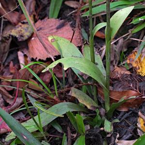 Spiranthes triloba