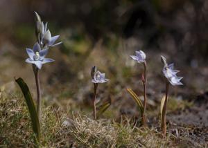 Thelymitra aggericola