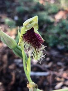 Calochilus platychilus
