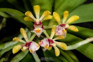 Gastrochilus obliquus