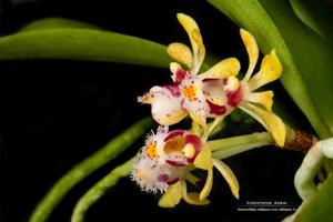 Gastrochilus obliquus