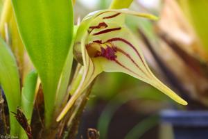 Masdevallia murex