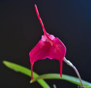 Masdevallia barlaeana