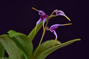 Masdevallia caloptera