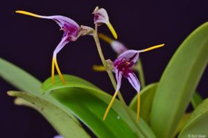 Masdevallia caloptera