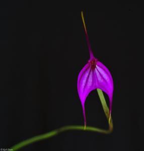 Masdevallia amabilis