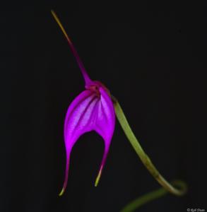 Masdevallia amabilis