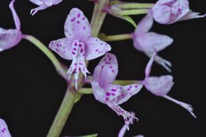 Stenoglottis longifolia