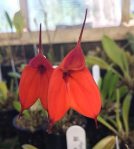 Masdevallia welischii