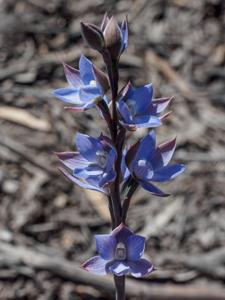 Thelymitra aristata