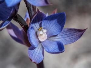 Thelymitra aristata