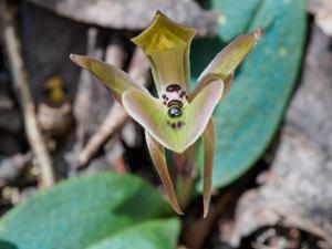 Chiloglottis gunnii