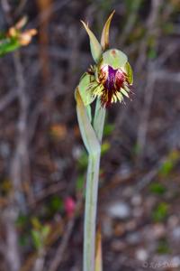Calochilus herbaceus