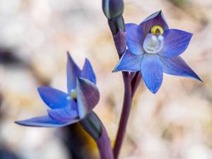 Thelymitra nuda