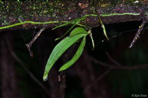 Sarcochilus australis