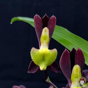 Catasetum tenebrosum