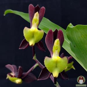 Catasetum tenebrosum