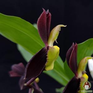 Catasetum tenebrosum