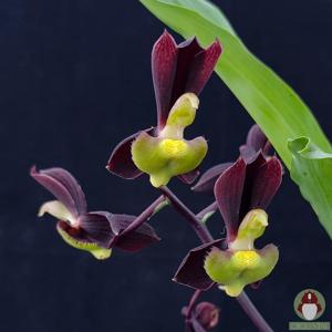 Catasetum tenebrosum