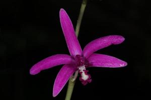 Cattleya pfisteri