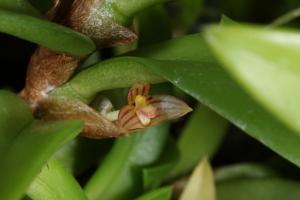 Bulbophyllum radicans