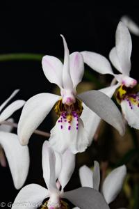 Holcoglossum wangii