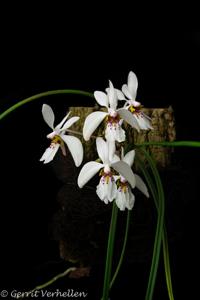 Holcoglossum wangii