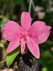 Cattleya wittigiana