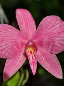 Cattleya wittigiana