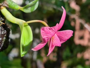 Cattleya wittigiana