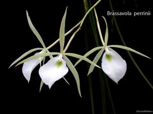 Brassavola tuberculata