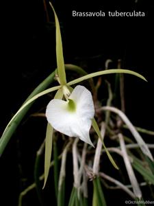 Brassavola tuberculata