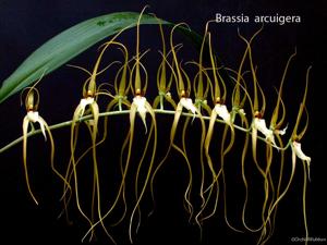 Brassia arcuigera