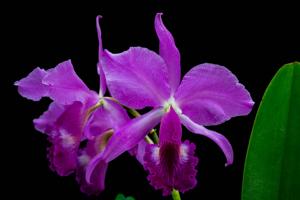 Cattleya labiata