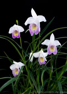 Arundina graminifolia subsp. caespitosa