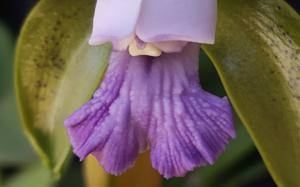 Cattleya tigrina