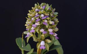 Cattleya tigrina