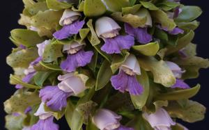 Cattleya tigrina