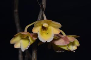 Dendrobium lampongense