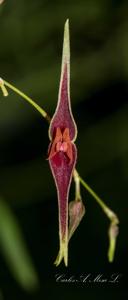 Lepanthes ionoptera