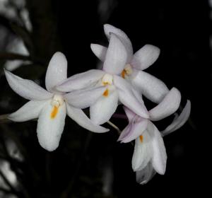 Dendrobium montanum
