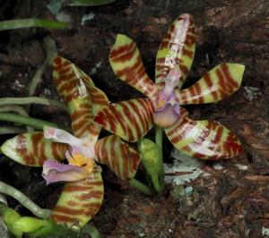 Phalaenopsis corningiana