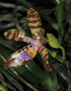 Phalaenopsis corningiana