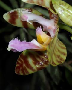 Phalaenopsis corningiana