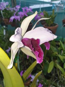 Cattleya purpurata