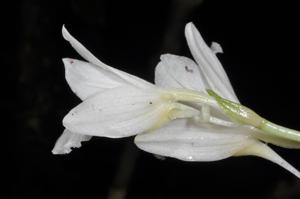 Phaius stenocentron