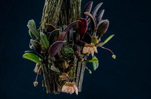 Bulbophyllum auratum