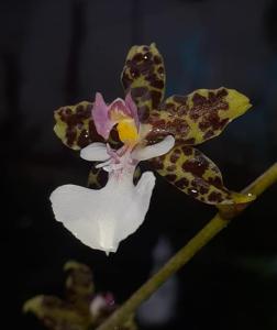 Oncidium leucochilum