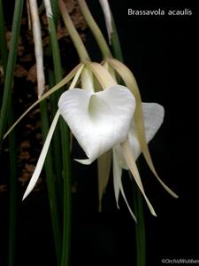 Brassavola acaulis